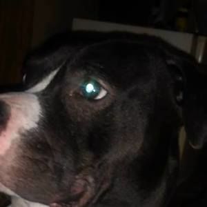 Meet your Posher, Donnie